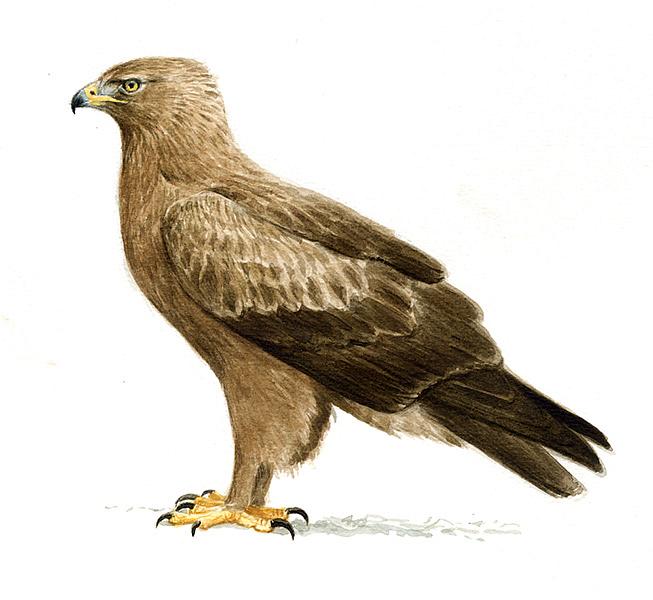 عقاب تالابی كوچک